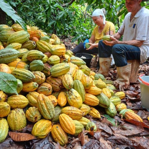 Preço do cacau em NY atinge menor valor em mais de dois anos