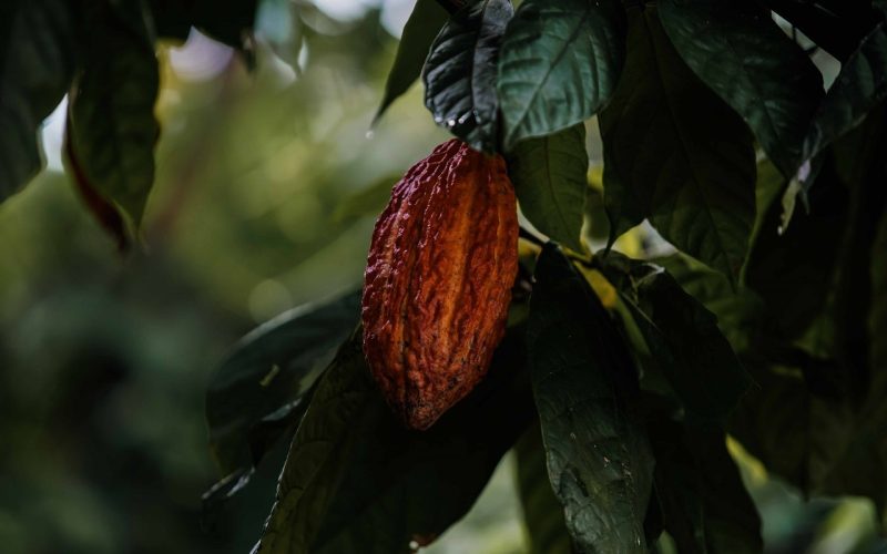 Preços de cacau, café e suco registram forte alta na bolsa de Nova York