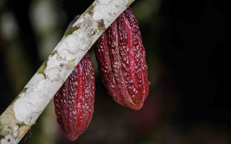 Cacau volta a subir em Nova York após cair 3% na segunda-feira