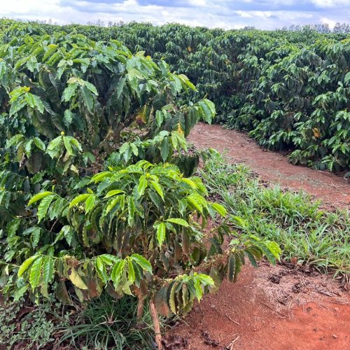 Café segue em oscilação na bolsa de Nova York com expectativa de chuvas no Brasil