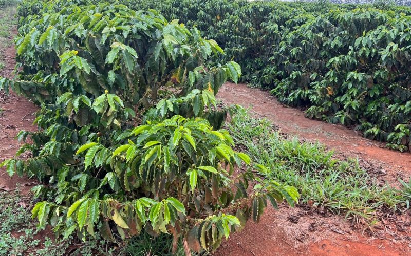 Café segue em oscilação na bolsa de Nova York com expectativa de chuvas no Brasil