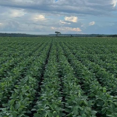 Abiove e 19 tradings retiram nomes de site da Moratória da Soja