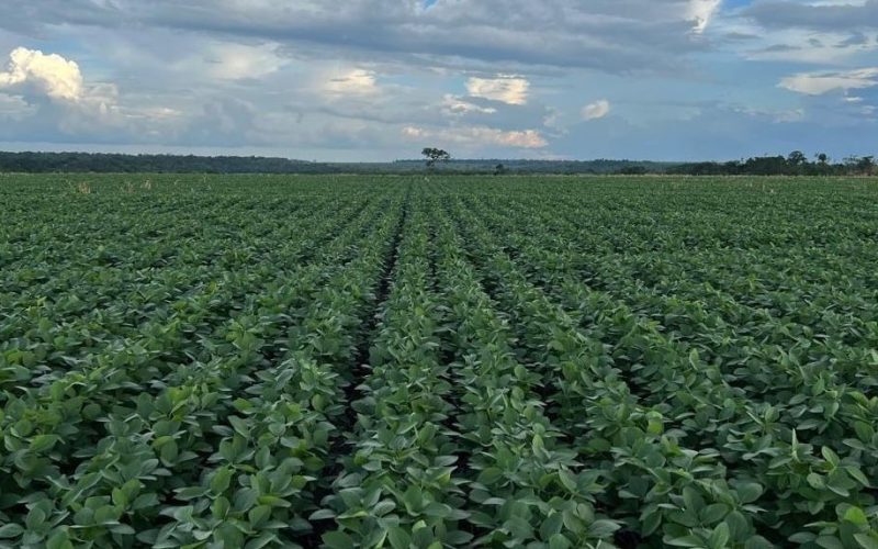 Abiove e 19 tradings retiram nomes de site da Moratória da Soja