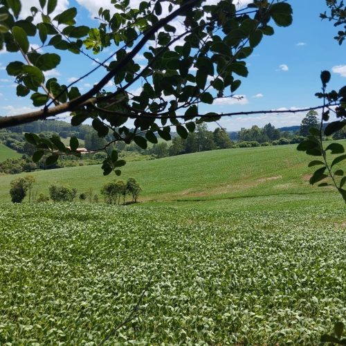 MT regulamenta lei que limita incentivos a signatários da Moratória da Soja