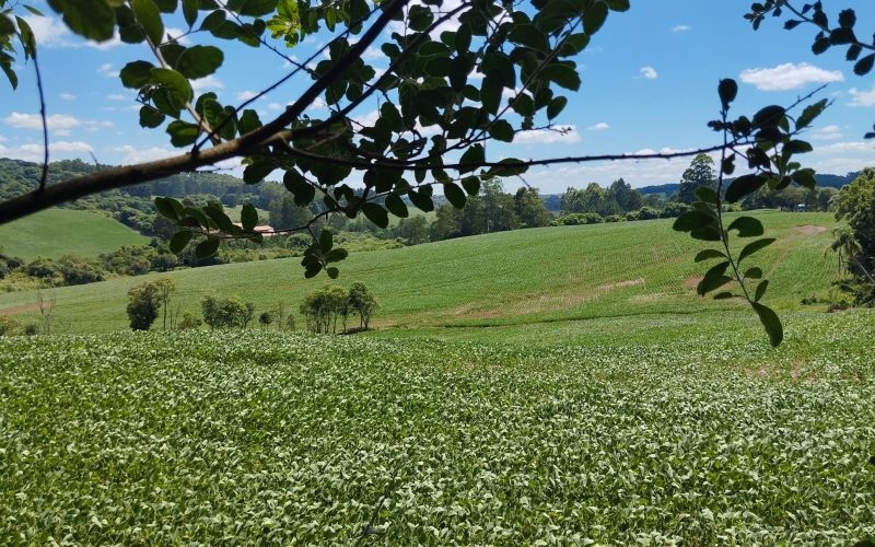 MT regulamenta lei que limita incentivos a signatários da Moratória da Soja