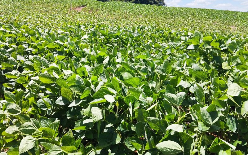 Justiça decreta recuperação judicial do  Grupo Forte Agro, de Mato Grosso