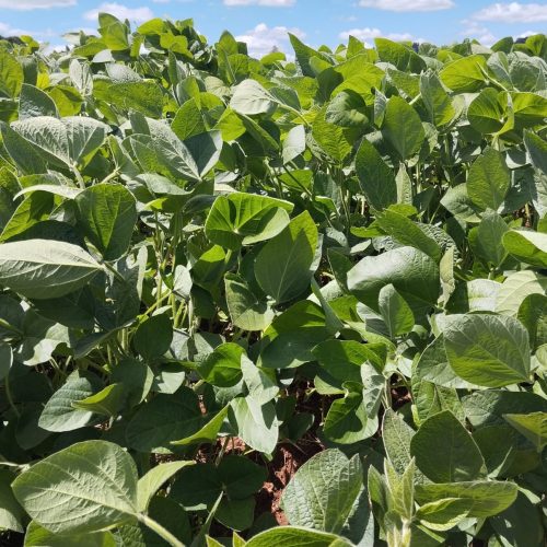 ADM supera 2 milhões de hectares com agricultura regenerativa no mundo