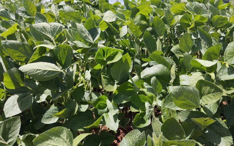 ADM supera 2 milhões de hectares com agricultura regenerativa no mundo