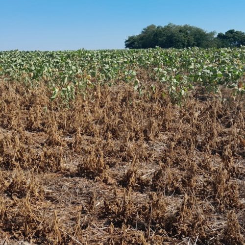 BNDES liberou R$ 7,5 bi em créditos a produtores atingidos por crises climáticas