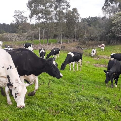 Agtech que usa IA para pesar gado recebe aporte de R$ 2,2 milhões