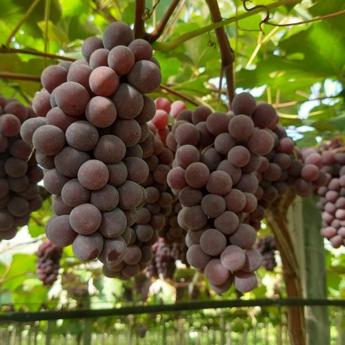 Safra da uva 2025/26 deve aumentar 5% no Rio Grande do Sul