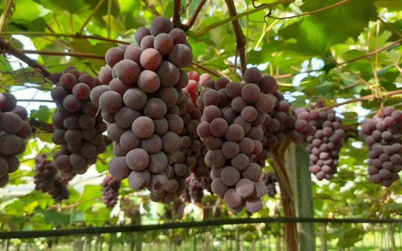 Safra da uva 2025/26 deve aumentar 5% no Rio Grande do Sul