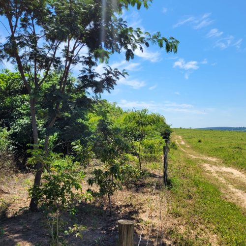 Governo cria modelo de TAC para recuperação ambiental