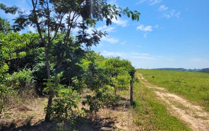 Governo cria modelo de TAC para recuperação ambiental