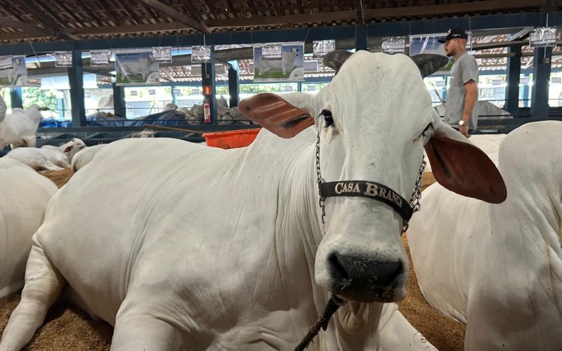 Estádio do Palmeiras recebe leilão com a vaca mais valiosa do mundo