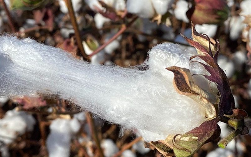 Em ritmo de fim de ano, Nova York tem poucas negociações, e commodities sobem