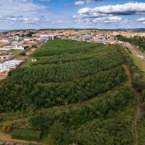Agrofloresta no meio da cidade: conheça a iniciativa de casal de produtores