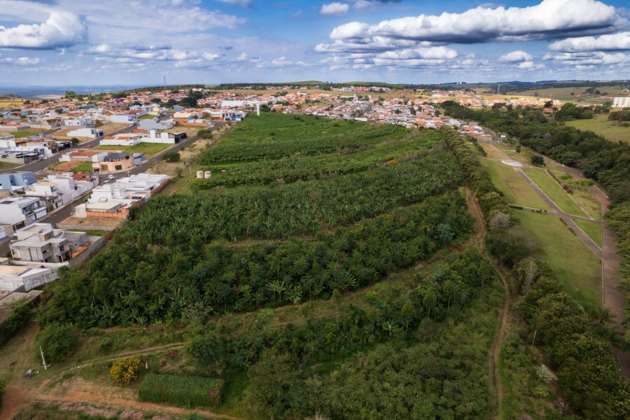 Agrofloresta no meio da cidade: conheça a iniciativa de casal de produtores