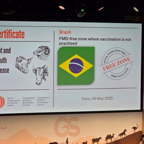 Linha do tempo: Como o Brasil se tornou livre de febre aftosa sem vacinação