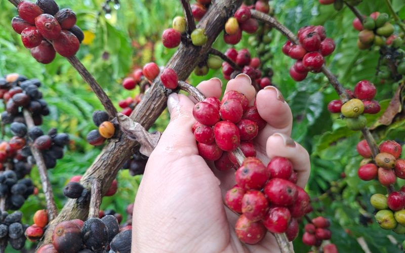 Produtores aceleram colheita de café no Espírito Santo e em Rondônia para não perder preço