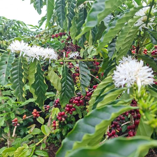 Allianz amplia coberturas no seguro rural e eleva receitas