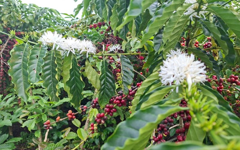 Allianz amplia coberturas no seguro rural e eleva receitas