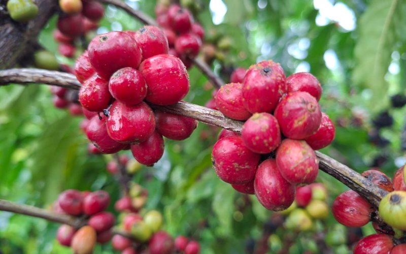 Café recua quase 4% em Londres mesmo com pouca liquidez no mercado