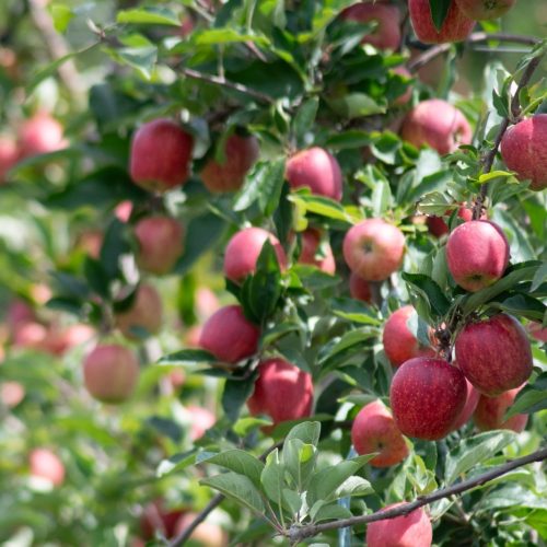 Governo institui plano para manter Brasil livre da traça-da-maçã