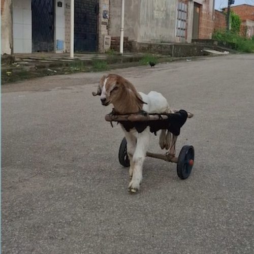 Morre Frederico, cabritinho que emocionou as redes sociais com cadeira de rodas improvisada