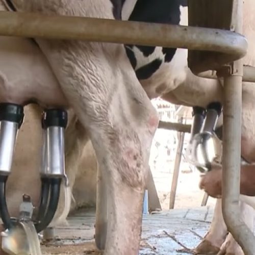 Quixeramobim lidera produção de leite no Ceará e prevê dobrar capacidade com melhorias nas estradas