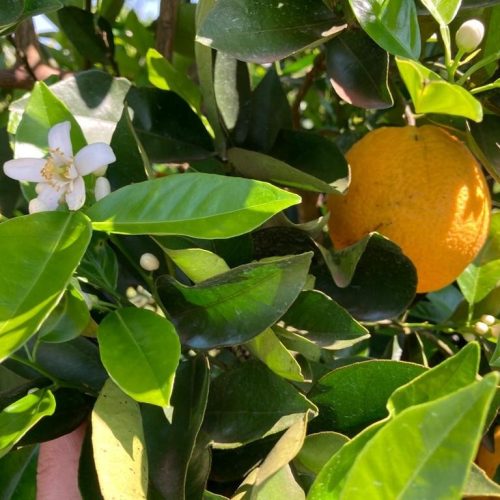Brasil deve colher menos laranja na safra 2025/26; ouça o comentário