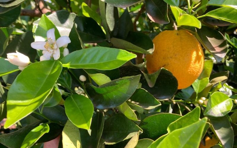 Produtores de laranja esperam mais chuvas para uma boa florada