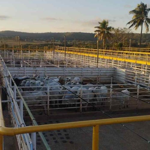Ramax assume frigoríficos em GO e SP e inicia produção