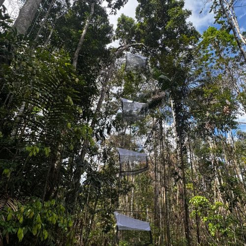 Vespas podem ajudar no controle natural de pragas na mandioca da Amazônia