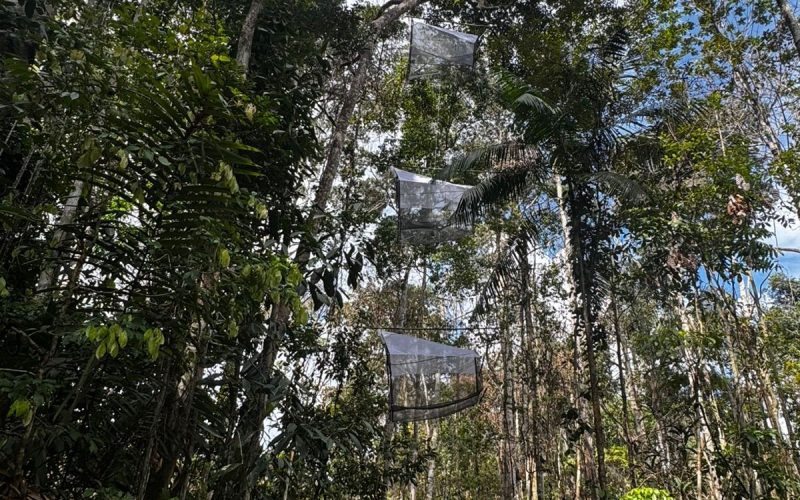 Vespas podem ajudar no controle natural de pragas na mandioca da Amazônia