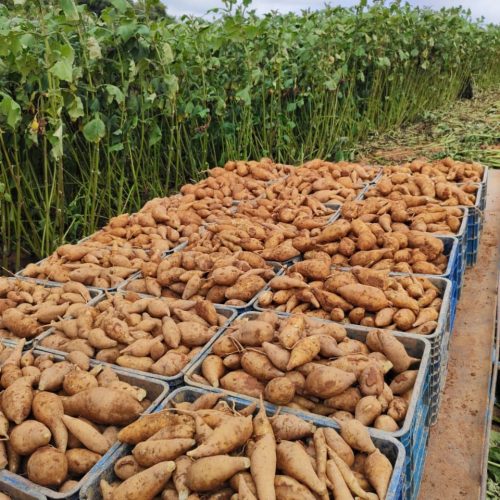 Conheça a batata yacon, que atrai produtores e consumidores pelas suas características