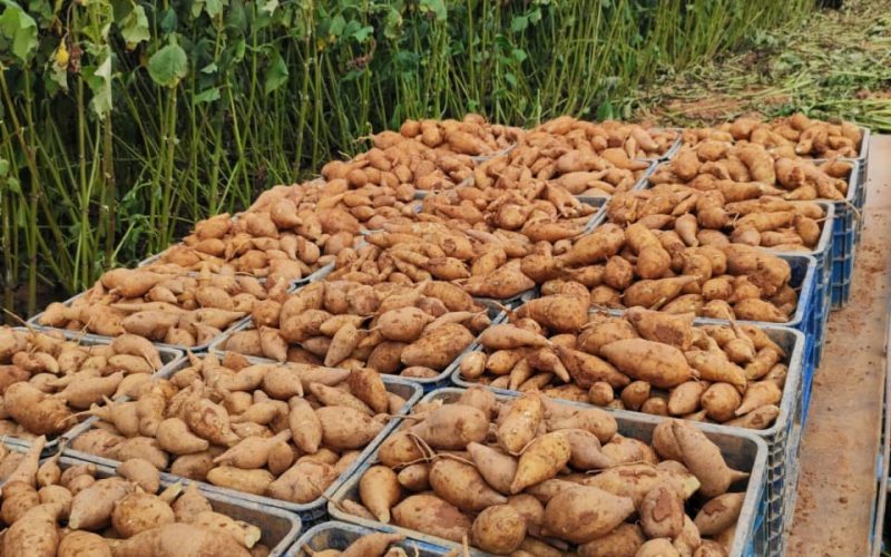Conheça a batata yacon, que atrai produtores e consumidores pelas suas características