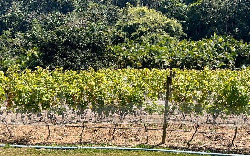 Técnica da dupla poda para produzir vinhos finos chega ao Espírito Santo