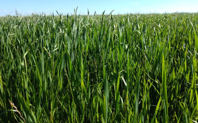 Produtor de trigo está otimista com a nova safra no Sul do país