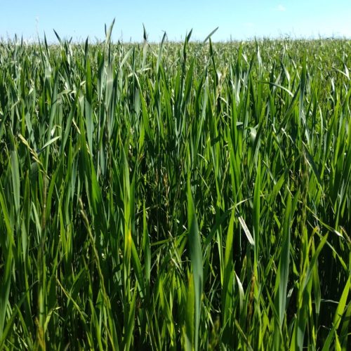 Safra gaúcha de trigo tem 27% da área colhida, mas produtividade varia nas regiões