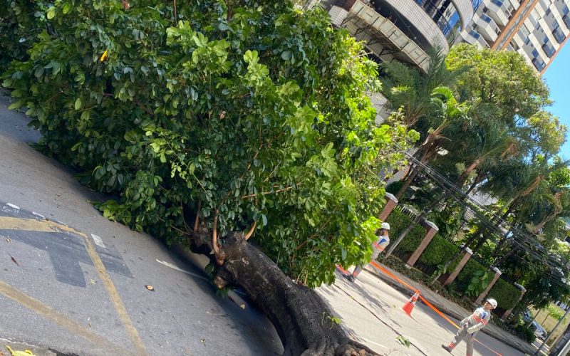 Árvore centenária cai e derruba poste em rua de Fortaleza; não houve feridos