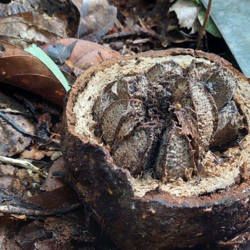 Oferta de castanha-do-Brasil sofre novo baque após seca