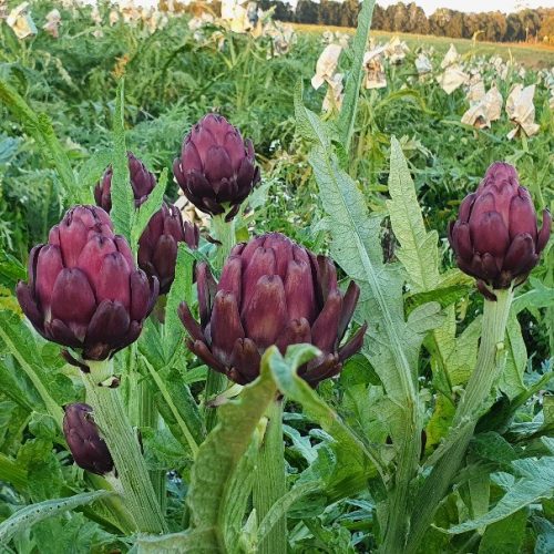 Safra de alcachofra deve ser a melhor em dez anos no país: conheça a iguaria