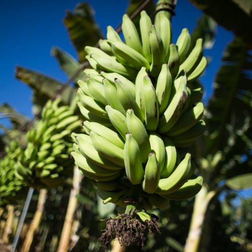 Produtores de banana pedem para governo rever abertura de mercado ao Equador