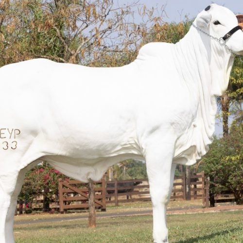 Bezerra vendida por R$ 3 milhões em prol de vítimas das enchentes no RS será leiloada novamente