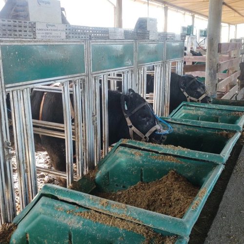 Estudo testa efeitos do farelo de uva em suplementação para bovinos