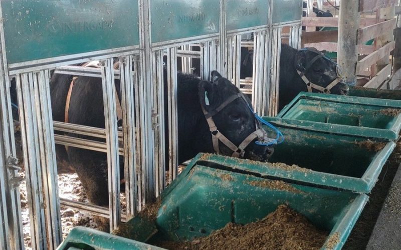 Estudo testa efeitos do farelo de uva em suplementação para bovinos