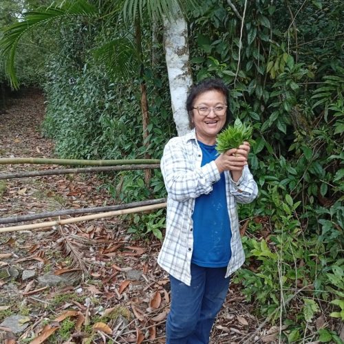 Rota do Chá completa uma década e resgata tradição no Vale do Ribeira após período de declínio