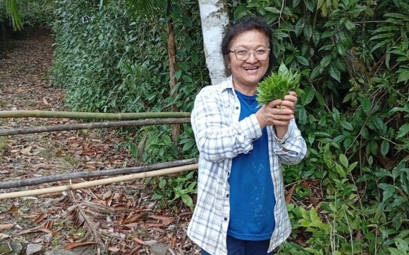 Rota do Chá completa uma década e resgata tradição no Vale do Ribeira após período de declínio