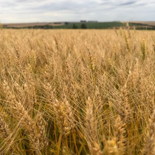 Preços de soja, milho e trigo sobem na bolsa de Chicago